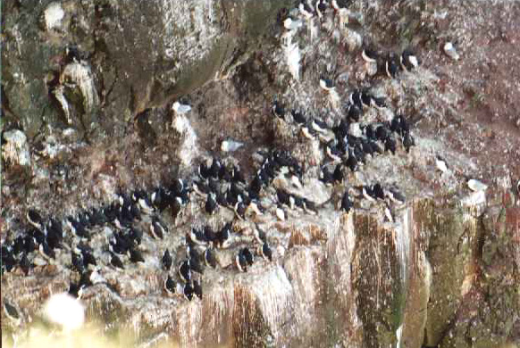 Trottellummen